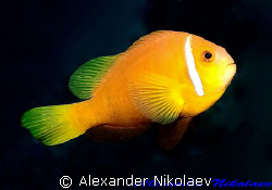 Black footed clownfish. Canon 40D, SIGMA 50mm macro. by Alexander Nikolaev 
